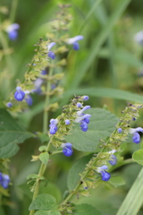 Salvia xalapensis