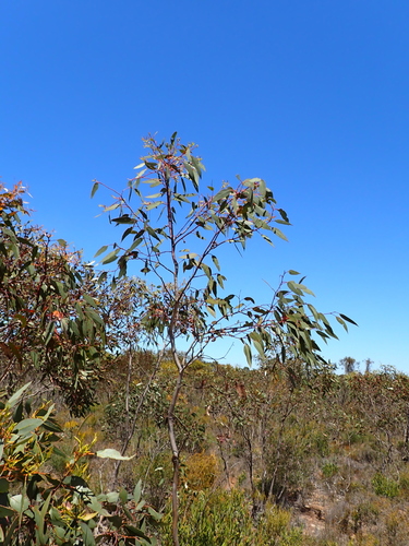 Eucalyptus luculenta