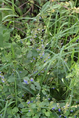 Salvia xalapensis