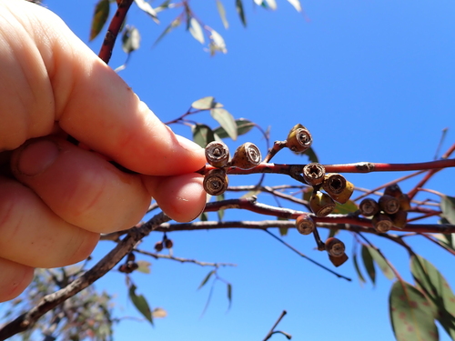 Eucalyptus luculenta 3