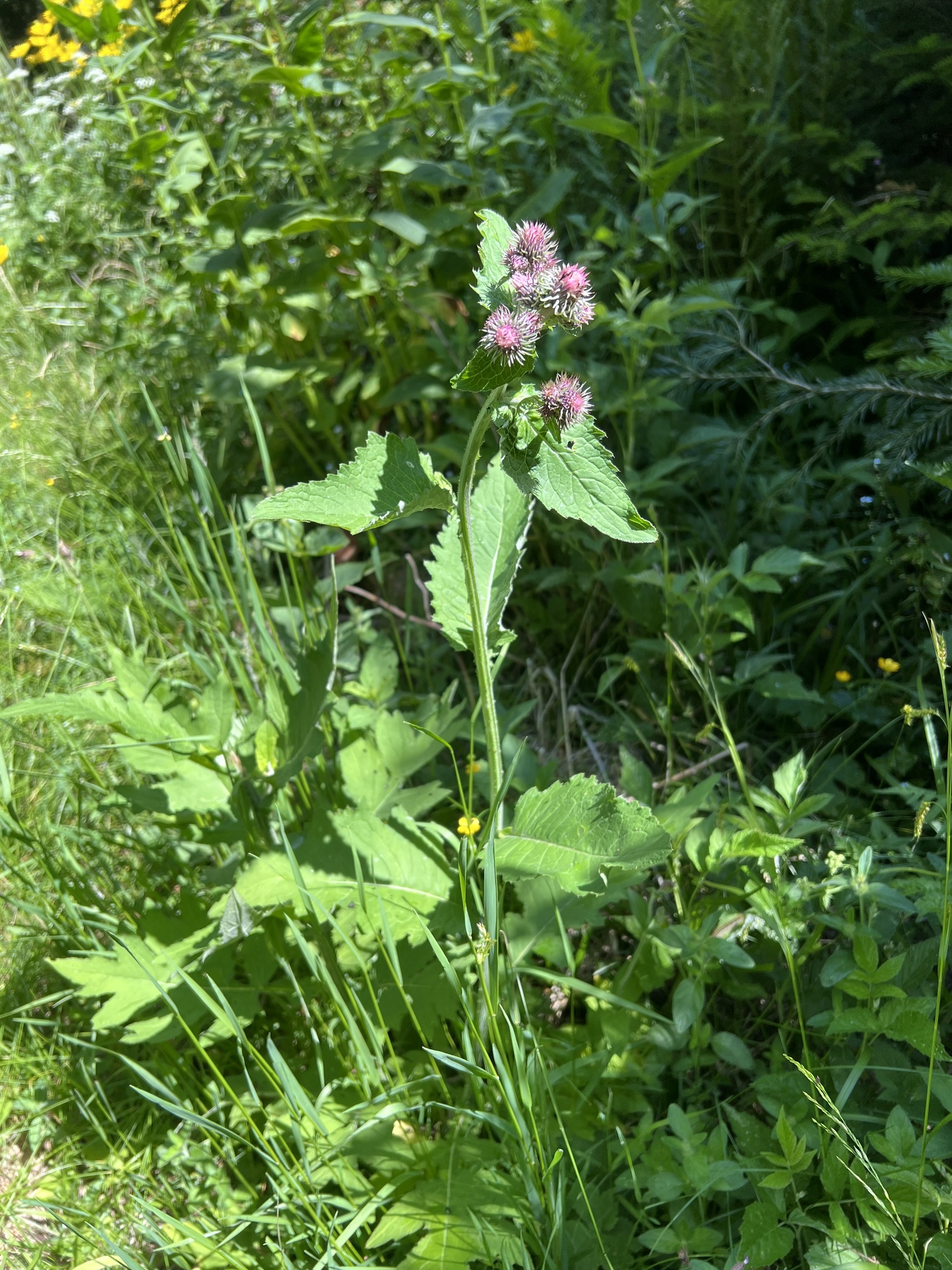 Carduus Personata (Carduus personata)