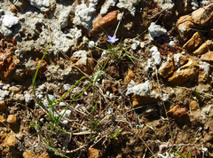 Wahlenbergia capillaris