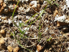 Wahlenbergia capillaris