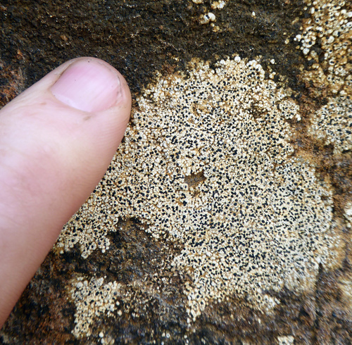 Buellia cranwelliae image