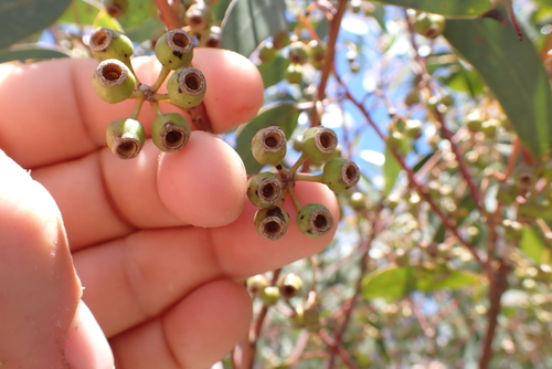 Many-flowered Mallee (Eucalyptus cooperiana)