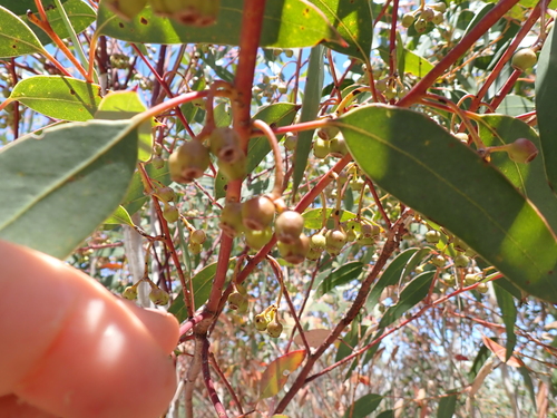 Eucalyptus cooperiana observed 2025-12-13