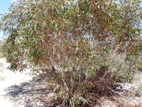 Eucalyptus cooperiana, photograph 1
