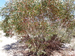 (c) Em Lamond, some rights reserved (CC BY) Eucalyptus cooperiana, photograph (c) Em Lamond, some rights reserved (CC BY)
