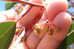 (c) Em Lamond, some rights reserved (CC BY) Eucalyptus cooperiana, photograph (c) Em Lamond, some rights reserved (CC BY)
