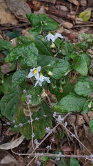 Solanum nigrum