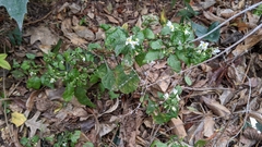 Solanum nigrum