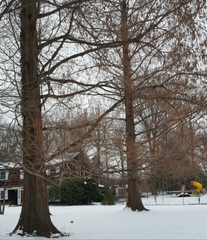 Metasequoia glyptostroboides