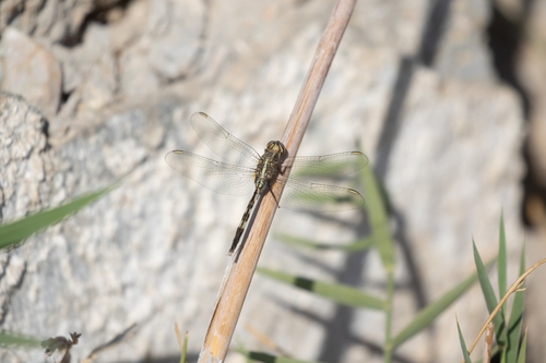 Slender Skimmer