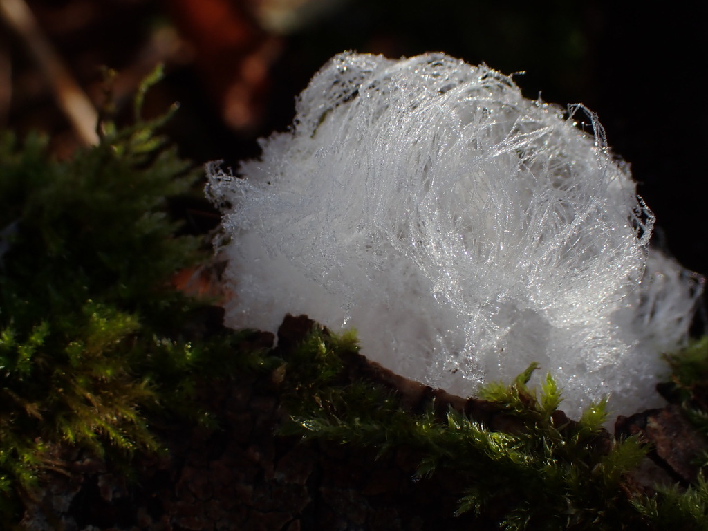 Exidiopsis effusa · December 2025 · photo: © mangoblatt (iNaturalist, cc0)