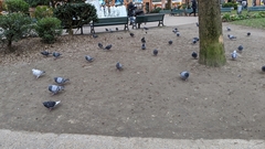 Columba livia domestica