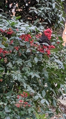 Turdus merula