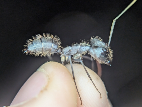 Camponotus cacicus