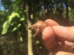 Physalaemus signifer