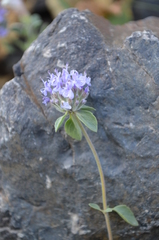 Ziziphora clinopodioides