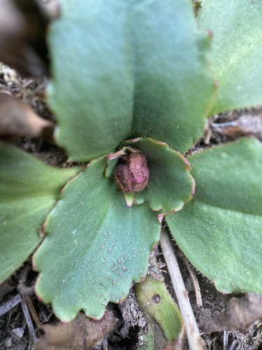 redfuzz saxifrage (Micranthes eriophora)