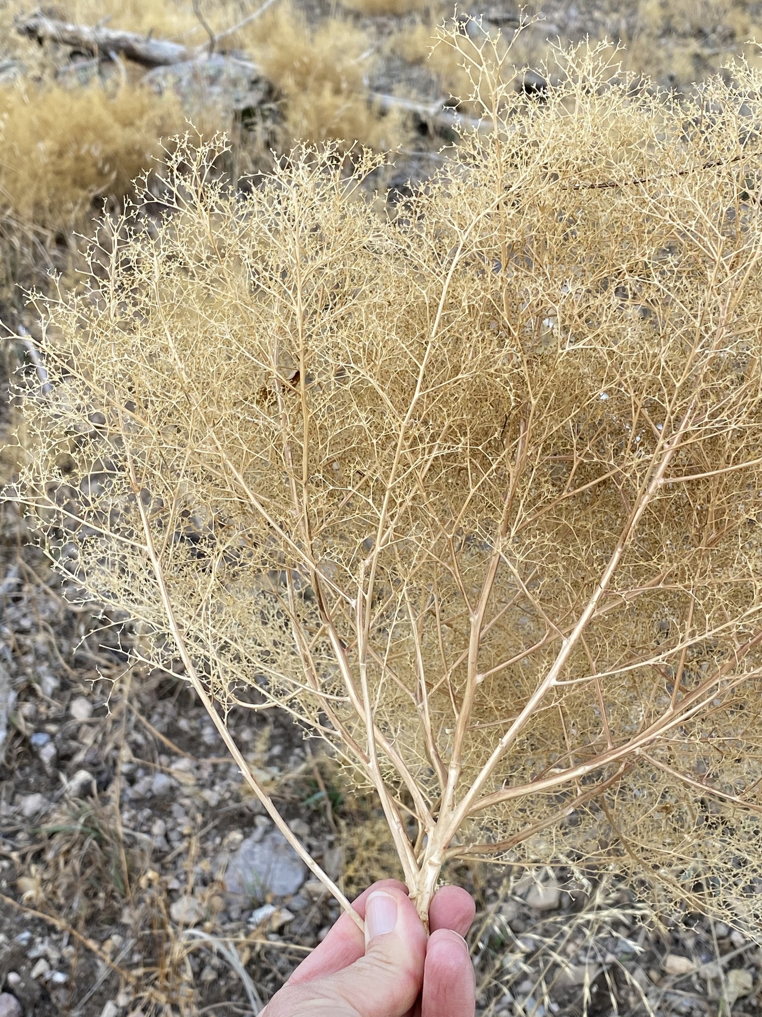 Fetid Goosefoot (Dysphania incisa)