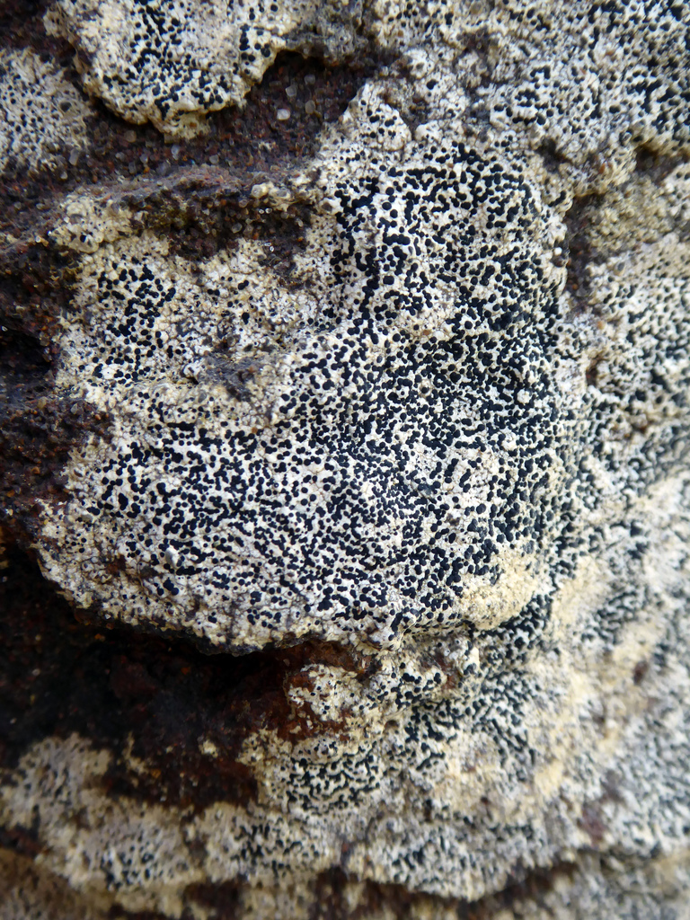 Rinodinella