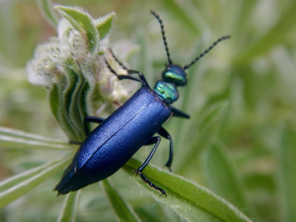 Lytta cyanipennis