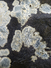Rinodinella fertilis