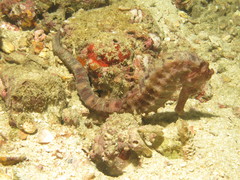 Hippocampus kelloggi
