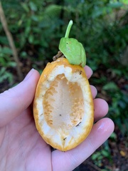 Passiflora laurifolia
