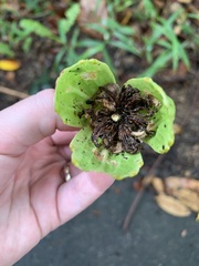 Passiflora laurifolia