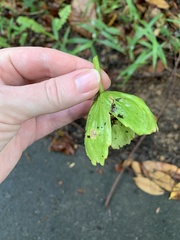 Passiflora laurifolia