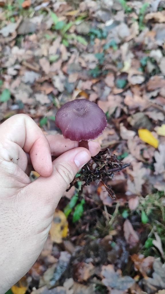 Laccaria amethystina · December 2025 · photo: © joaolemoslima (iNaturalist, cc-by)