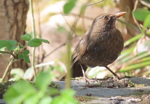 Amsel