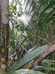 Passiflora laurifolia