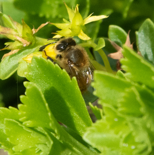 Bee