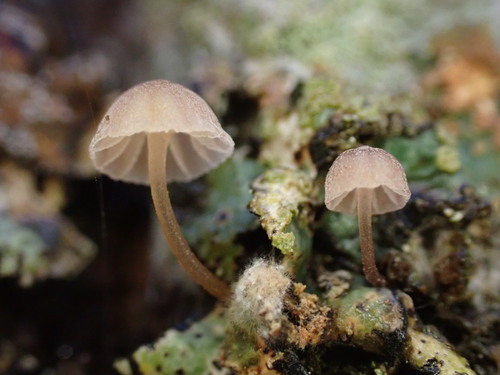 Mycena meliigena — no rights reserved