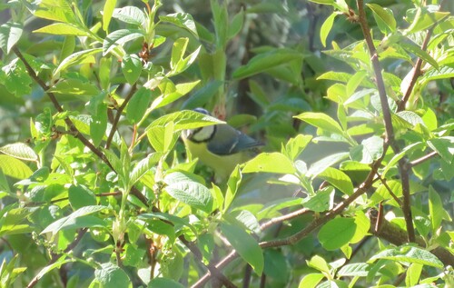 Blaumeise