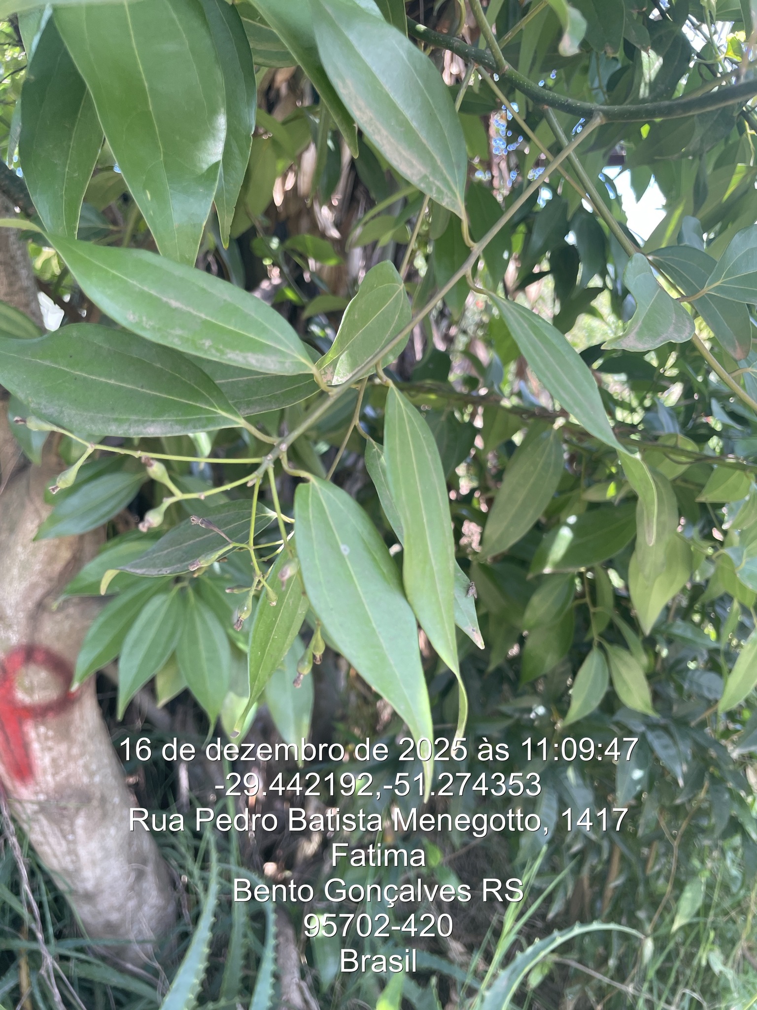 Cinnamomum verum