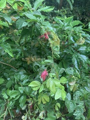 Calliandra tergemina emarginata
