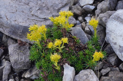 Saxifraga sancta
