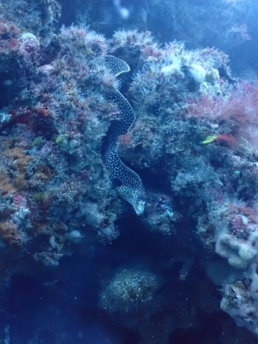 Muraena melanotis