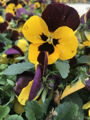 Viola × wittrockiana