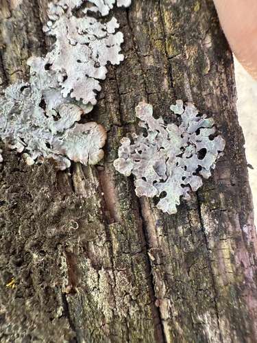 Furchen-Schüsselflechte