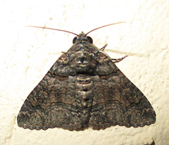 Pericyma atrifusa