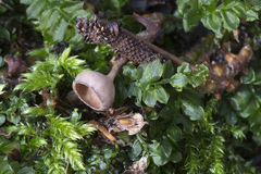 Ciboria betulicola