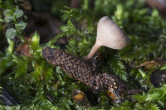 Ciboria betulicola