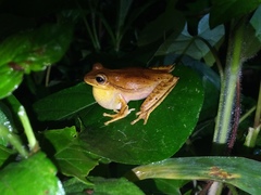 Boana bischoffi