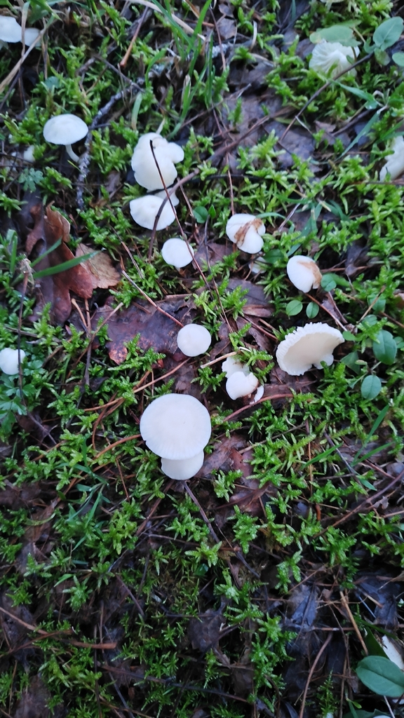 Cuphophyllus virgineus