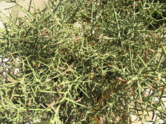 Alhagi maurorum subsp. graecorum image